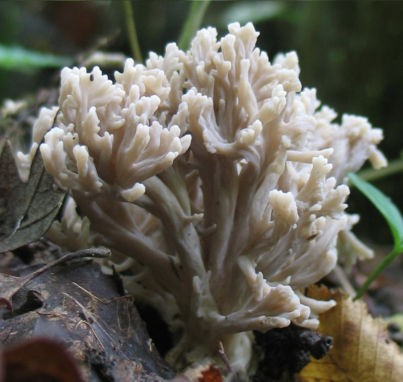 From Istria with love II